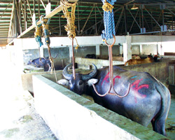 Molo slaughter house