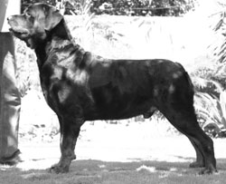 Rottweiller