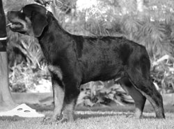 Rottweiller