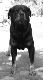 Rottweiller