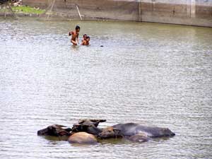 Boys and Carabaos