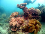 Guimaras corals