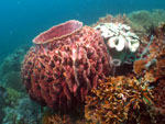 Guimaras corals