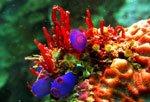 Guimaras corals
