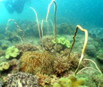 Guimaras corals