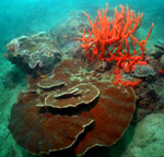 Guimaras corals