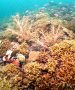 Guimaras corals