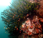 Guimaras corals