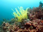 Guimaras corals