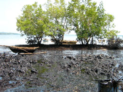 mangroves