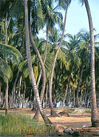 Coconut plantation