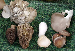 Capiz mushroom