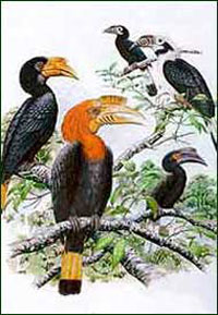 Hornbill