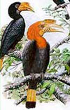 Hornbill