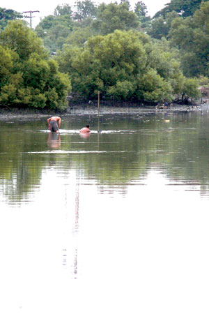 Mangroves