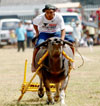 Carabao-Carroza Festival