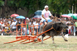 Carabao