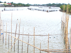 Proliferation of Fishpens