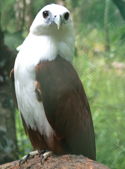 Banog bird (local hawk) an endangered specie found at the WVSU Wildlife and Conservation Park in Brgy. Jayubo, Lambunao