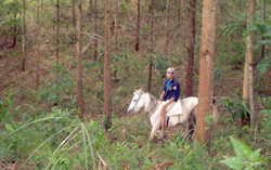 Workers roam the forest with the use of horses