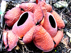 Twin Rafflesia blooms