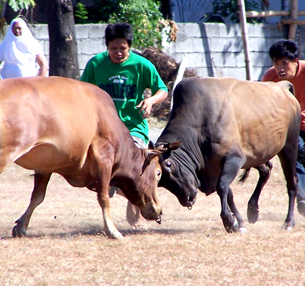 Two bulls fight during a match held on Black Saturday