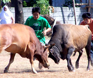 Two bulls fight during a match held on Black Saturday