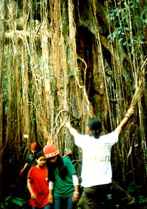 Big and Old trees inhabited by fireflies are all over Siquijor.