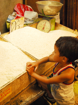 A boy looks at the different varieties of rice being 