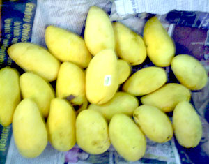 World-class mangoes