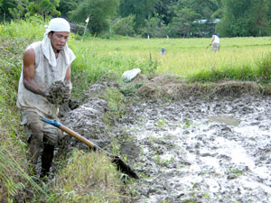 A farmer in Lambunao, Iloilo prepares the paddy for planting.