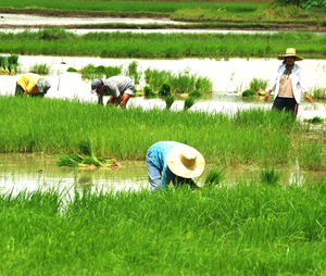 Farmers in the town of Mina, Iloilo, which was also hit by flood caused by typhoon Frank, go back to the rice field to plant palay.