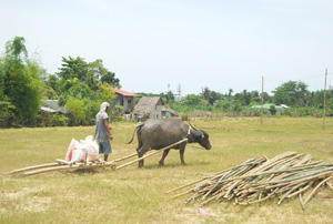 A volunteer worker uses his carabao in carrying bags of sand