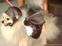Dogs and more dogs