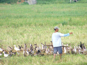 A duck herdsman in Sara, Iloilo directs his herd of ducks to a rice field to eat the Golden Kuhol or snail that are considered pest and are destroying rice crops.