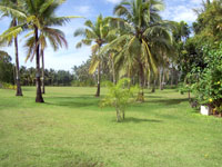 The greenery of Soleo Beach.