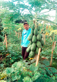 With the Red Lady Papaya.