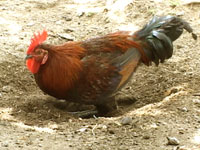 Native chicken seen to boost farmers' income