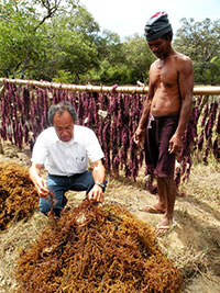 Caluya Mayor Reynante Lim (left) examines newly harvested seaweeds on Semirara Island to dispute claims of residents that pollution coming from the Semirara Mining Company have affected the residents' livelihood. 