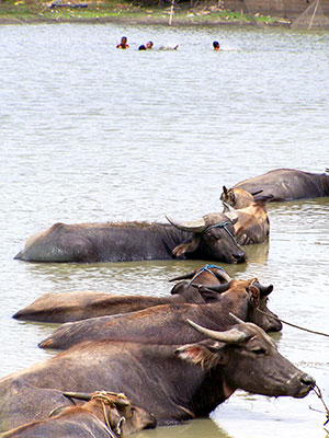 A group of carabaos stay on the water while on the background a group of boys enjoy swimming.