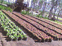 NVR’s Organic Garden at the Agri-Forest area.