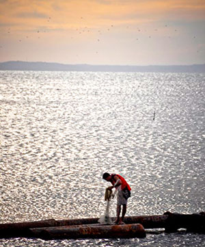 A man checks if there is a catch in the fishing net which he dropped along Bredco port in Bacolod City at sunset last Saturday. 