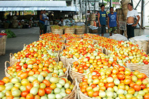 'TIS THE SEASON FOR TOMATOES Workers take a breather after harvesting several tons of fresh tomatoes in Leon, Iloilo.