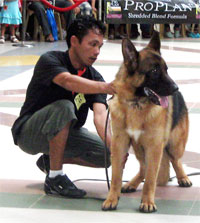 The 6-month-old German Shepherd that won the dog showdown.