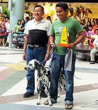 Primo, large breed winner in Food Eating Contest with Mr. Jeongco, owne, and Mr. Eng, lone judge.