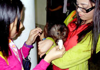 The endangered Panay Bushy-tailed cloud rat.