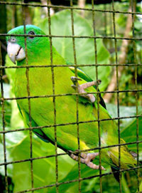 Endemic to Panay is this playful Blue-crowned Raquet tail parrot.
