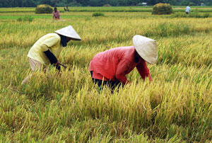 The long dry spell brought by the El Niño phenomenon