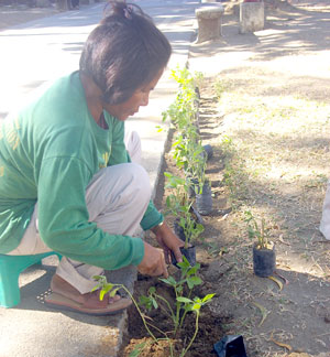 Protected by the shade of a tree against the mid-afternoon sun's rays, this woman continues to plant on some areas of Molo Plaza.