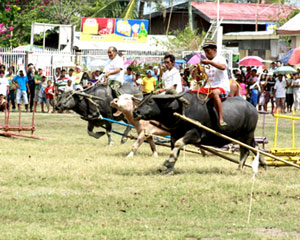 Carabaos again take the center stage in this year's Carabao-Carroza Festival in Pavia, Iloilo held over the weekend.